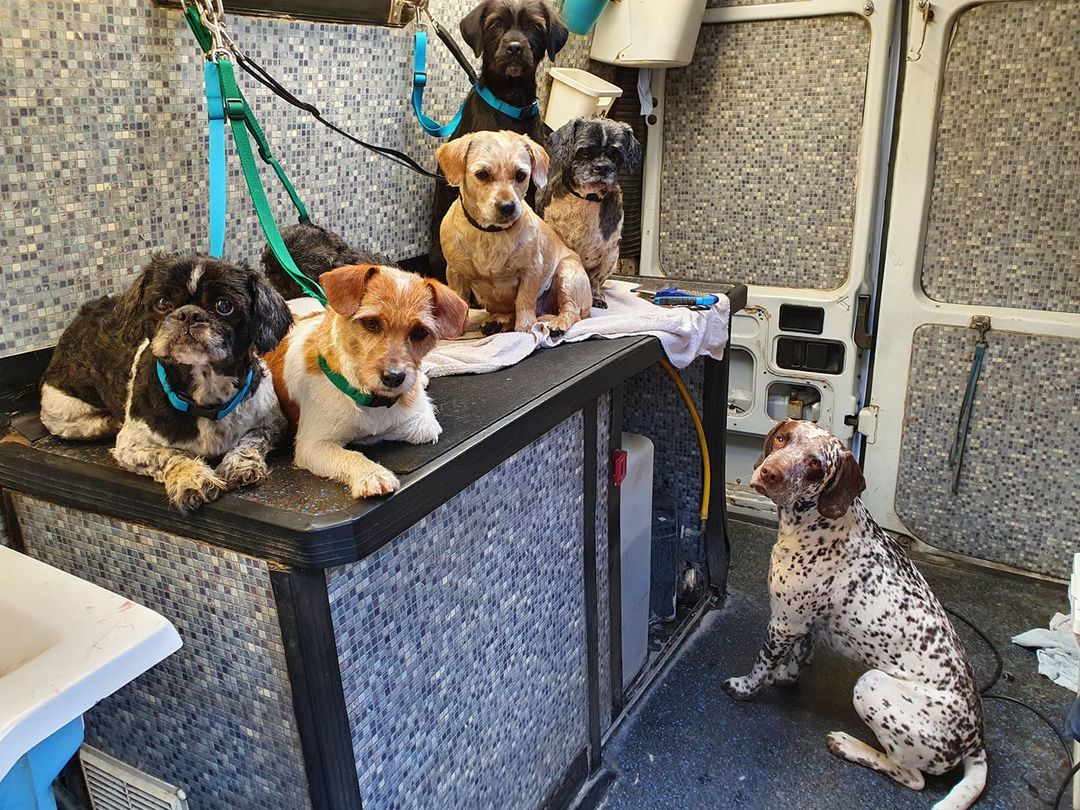 A van full of dogs